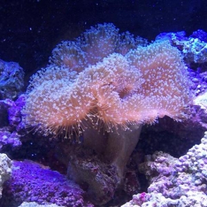 soft coral ID?