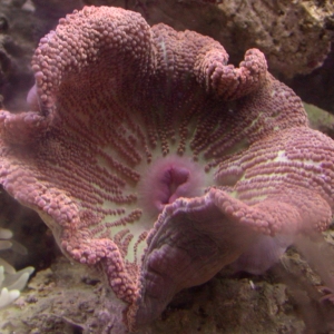 Haddoni anemone