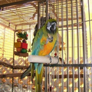 Bascha MiliGold Macaw