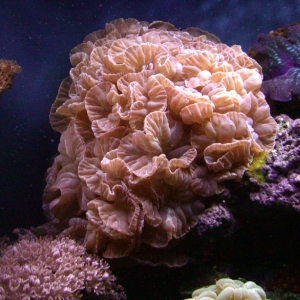 Fox Coral (Nemenzophyllia turbida)