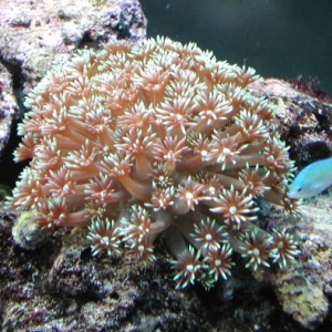 New Corals 7/16/06