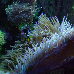 Big Anemone