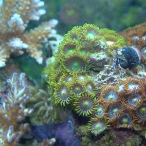 Some Zoas