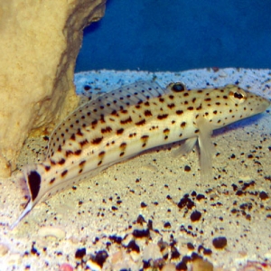 Parapercis hexophthalma - Spotted Sandperch