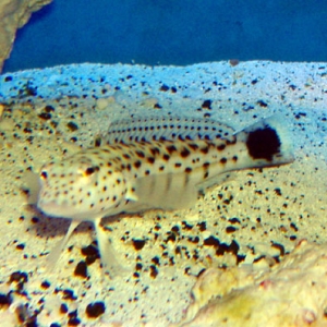 Parapercis hexophthalma - Spotted Sandperch