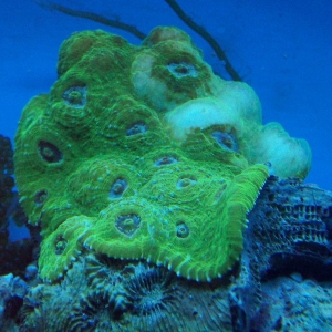 Acan