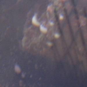 clam