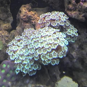 green_coral