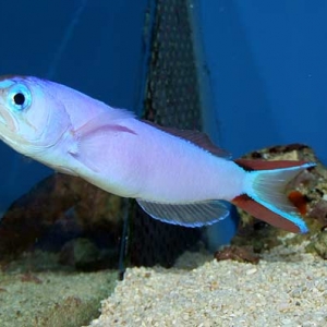 Purple Tilefish - Hoplolatilus purpureus