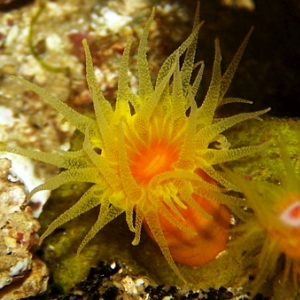 dendrophyllia