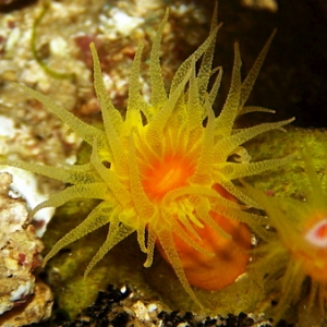 dendrophyllia