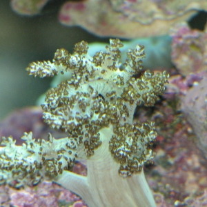 Random coral picks from our 125 g