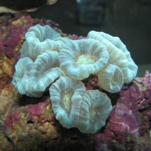 Random coral picks from our 125 g