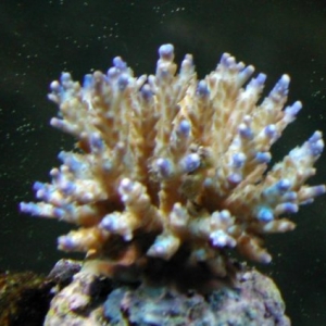 Acropora