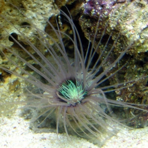 Serantus tube anemone