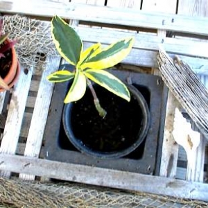 (variegated )red mangrove