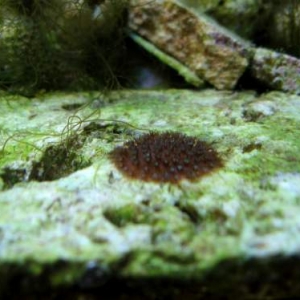 Porites astreoides colony(four months old)