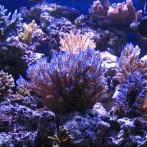 sps
