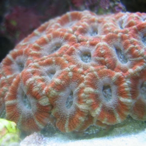 Acan