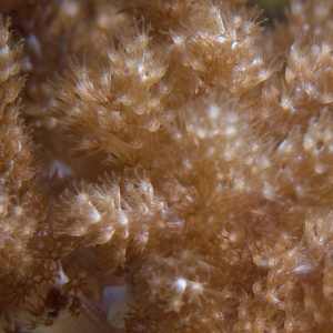 coral2