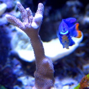 German Blue-polyp Monti