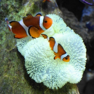 perc clown pair in carpet anemone