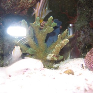 Reef_horn_coral_month_9