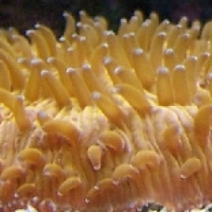 orange fungia