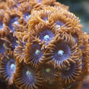 Soft Corals