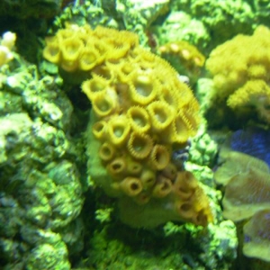 wierd polyps