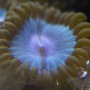 Carribian Blue Zoo Polyp