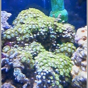 metalic green zoo's