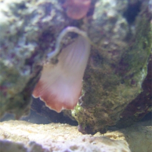 Seeking help with ID