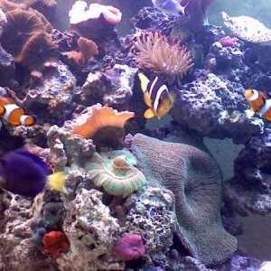 fish2