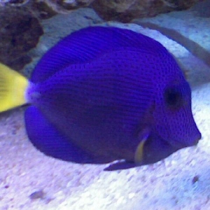 purple_tang