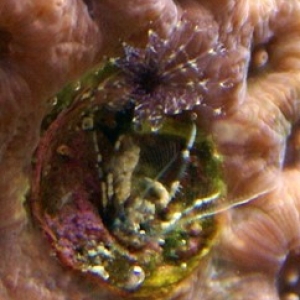 Hitchhiker crab