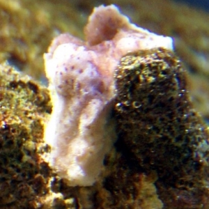 reef_madness_frag_1_013107