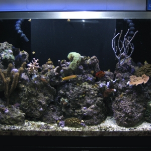Full Tank Shot