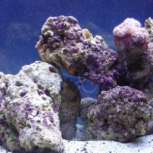 damselshrimpcoral