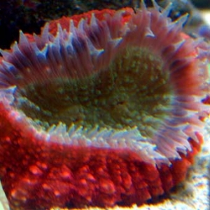 Lobophyllia