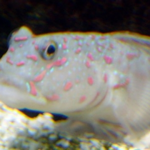 Pink_Spotted_Goby