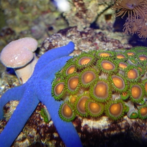 New Starfish