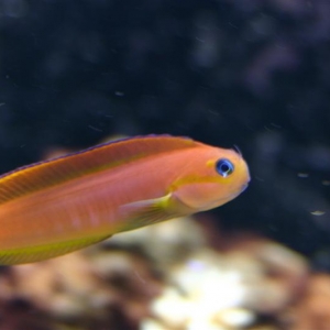 Midas Blenny