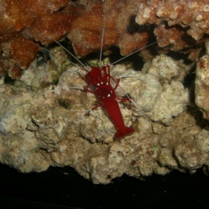 fire_shrimp