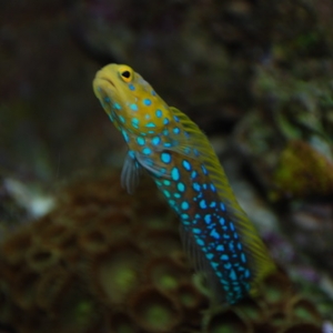 Blue Spot Jawfish