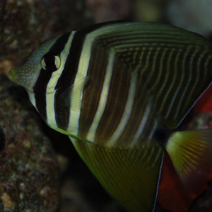 Sailfin Tang