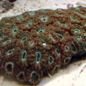 Acanthastrea lordhowensis