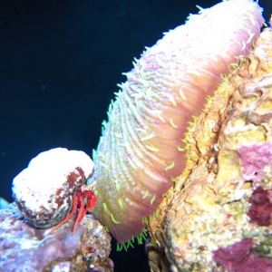 plate coral & crab