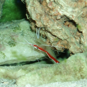 Cleaner Shrimp