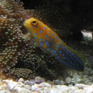 Bluespot Jawfish Day 6